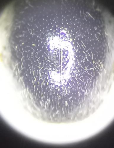 Stethorus pusillus